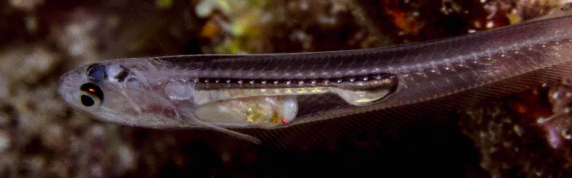 The Silver Pearlfish